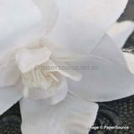 Fabric Flower - Orchid White Handmade, Fabric Flower Embellishment | PaperSource