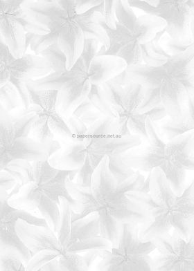 Vellum Patterned | Lily, a silver pattern on Transparent A4 112gsm paper. Also known as Trace, Translucent or Tracing paper, Parchment or Pergamano. | PaperSource