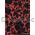 Chiffon Flock | Magnolia Red Chiffon with Black Flocked Floral Print, A4 120gsm | PaperSource